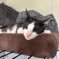 Ava, female cat to adopt