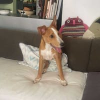 Ren, le dynamique, chien à adopter