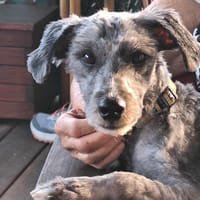 REGLISSE l'ami câlin, chien à adopter