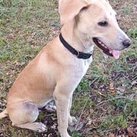 JULES la boule de tendresse, chien à adopter