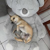GUIZMO un concentré d'amour créole, chien à adopter