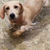 MIKO une pépite de chien créole, chien à adopter