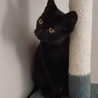 ARCHIMEDE, chat à adopter
