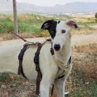 RENATA (Patas Jumilla), chienne à adopter