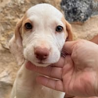 JOY  (Martina), chienne à adopter