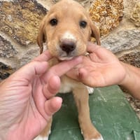 SABLE  (Martina), chienne à adopter