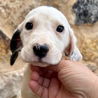 HERO (Martina), chien à adopter