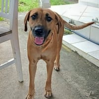Savana, femelle, berger créole, née le 01/07/2024, chienne à adopter