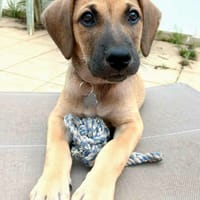 Pepsy, mâle croisé, né le 20/04/2025🐶, chien à adopter