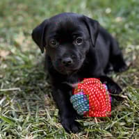 Elly Delhia Ellioth, chien à adopter
