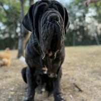 Napoléon, chien à adopter