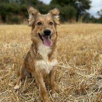 Bambi, chienne à adopter