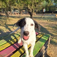 harper, chienne à adopter
