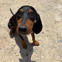 marley, chien à adopter