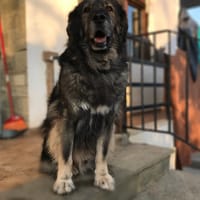 spartacus, chien à adopter