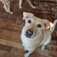 nea, chienne à adopter