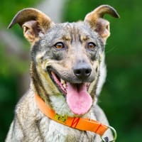 Lotti, suczka do adopcji