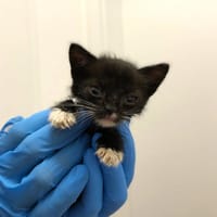 Zevran, kot do adopcji