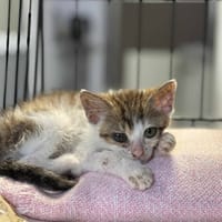 Miodek, kot do adopcji