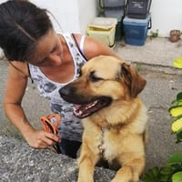 Crio.Schäfimix im Teddyfell, Hund zur Adoption