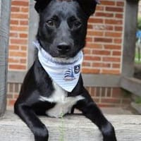 Monty sucht sein Superfrauchen, Hund zur Adoption