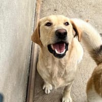 Labimix 💕Julchen💕 sucht ihr Zuhause, Hündin zur Adoption