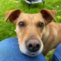 ❤ Sanfte Holly sucht ruhiges Zuhause, Hündin zur Adoption