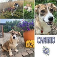 CARINIO * fröhlicher Bub m. eigenem Kopf, Hund zur Adoption
