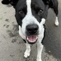 Tillmann, schüchtern, Hund zur Adoption
