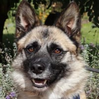 Ein Engel auf vier Pfoten namens Pino, Hund zur Adoption