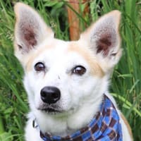 Percy 42 cm - möchte die Welt entdecken, Hund zur Adoption