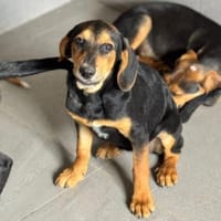 Zuckersüße 🐾💕Sky🐾💕 sucht ihr Zuhause, Hündin zur Adoption