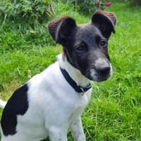 SISY - liebes Hundemädchen, Hündin zur Adoption