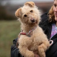 Madartej sucht Zuhause, Hündin zur Adoption