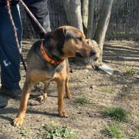 Wer verliebt sich in Sherlock, Hund zur Adoption