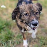 ERNA, unsere süßes Mädchen..., Hündin zur Adoption