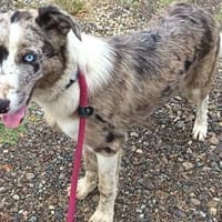 Ponti ist ein wunderbarer Kerl, Hund zur Adoption