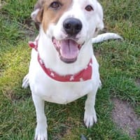 NUVOLO 💚💚💚  verschmust und anhänglich, Hund zur Adoption