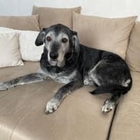 Snowy sucht seinen Menschen, Hund zur Adoption