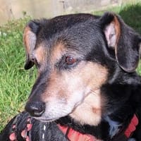 Wer hat ein Herz für Ruby?, Hündin zur Adoption