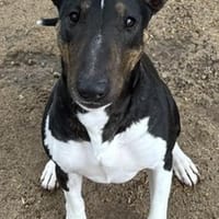 Kali, Hündin zur Adoption