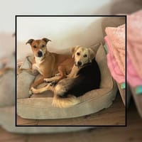 In Hamburg wartet die tolle PIA!, Hündin zur Adoption