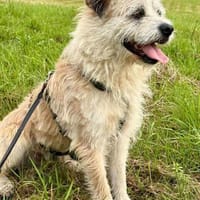 KENO, Wuschelbär sucht Körbchen..., Hund zur Adoption