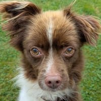 Didy  lieber mittendrin als nur dabei, Hund zur Adoption