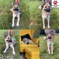 hübsche kleine Roxie sucht ihre Familie, Hündin zur Adoption