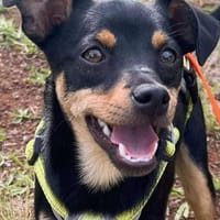 Chihuahuamix-Rüde, 6 Monate, Hund zur Adoption