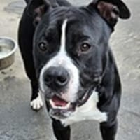 Henry weint, Hund zur Adoption