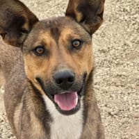 Karlo, Hund zur Adoption