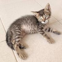 Junger, neugieriger Kater Ciro, Kater zur Adoption
