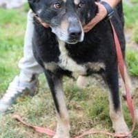 Benti - zutraulich u. sehr lieb, Hund zur Adoption